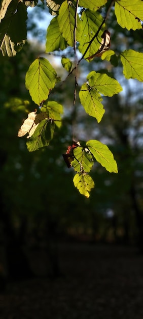 Closeup of flowers in the forest