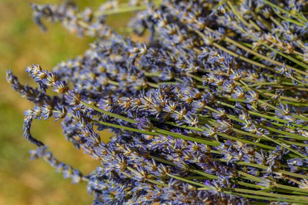 Closeup of flowers of lavender lavandula angustifolia in\
summer, dried lavender bunches