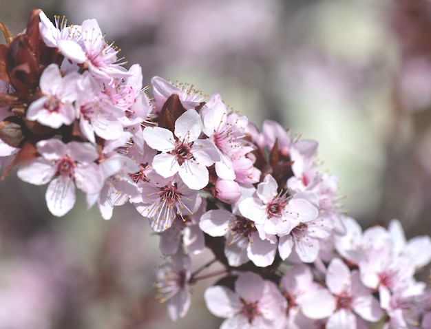 Closeup on flowers of an ornamental prunus tree blooming in springtime