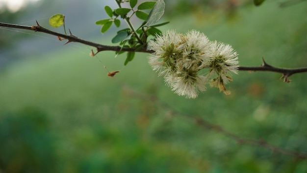 Pithecellobium dulce の花のクローズ アップは、マニラ タマリンド カマチレ Guayamochil Madrasshorn Blackbead などとして知られているマディワラ湖バンガロールで発見