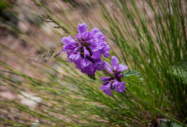 Closeup of the flowers of stachys officinalis Betonica officinalis