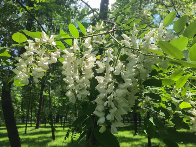 花のクローズアップ白いアカシア自然の背景