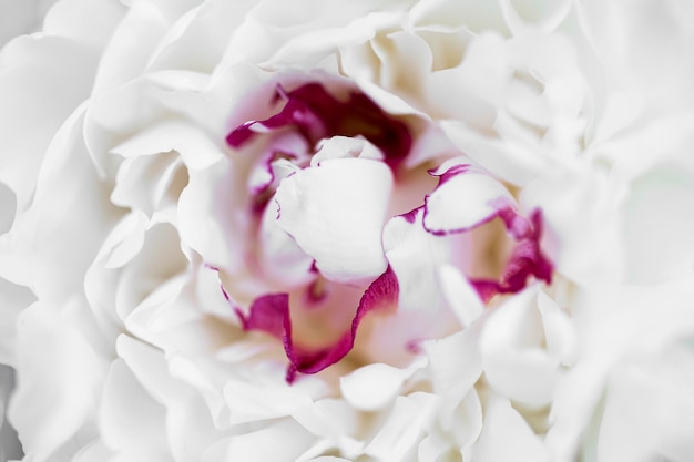 Foto primo piano di fiori peonie bianche bel fiore di peonia per catalogo o negozio online