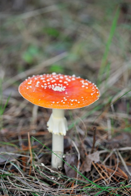 Closeup of fly agaric mushroom in a forest