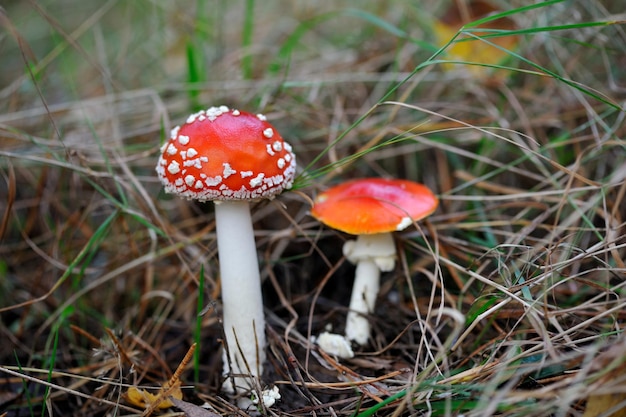 숲에서 비행 agaric 버섯의 근접 촬영