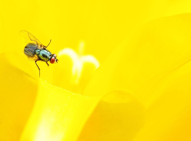 Closeup of a fly on a yellow flower