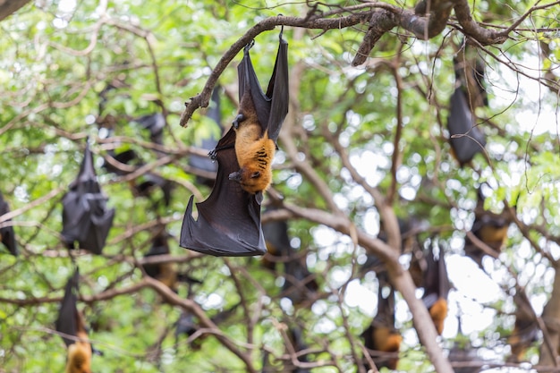 Closeup of flying foxes hanging on trees