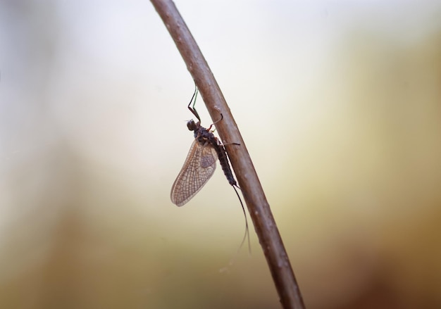 Крупный план летающего насекомого на травинке поденок эфемероптеры