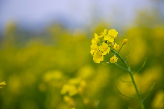 クローズ アップ フォーカスぼやけて背景を持つ美しい咲く黄色の菜種の花