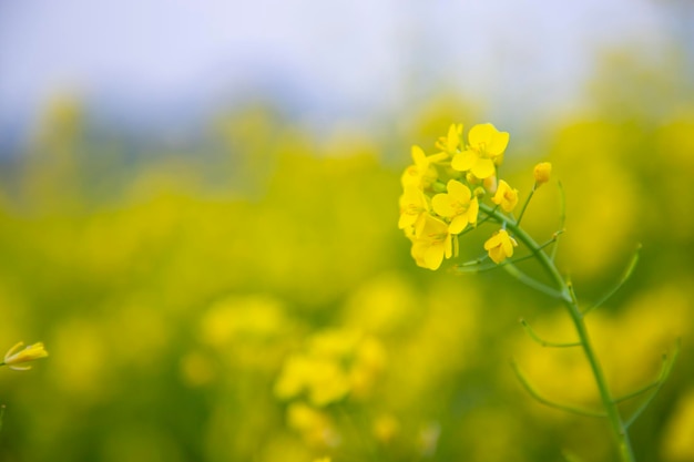 クローズ アップ フォーカスぼやけて背景を持つ美しい咲く黄色の菜種の花