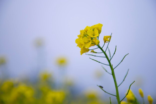 Closeup Focus A Beautiful Blooming Yellow rapeseed flower with blurry background