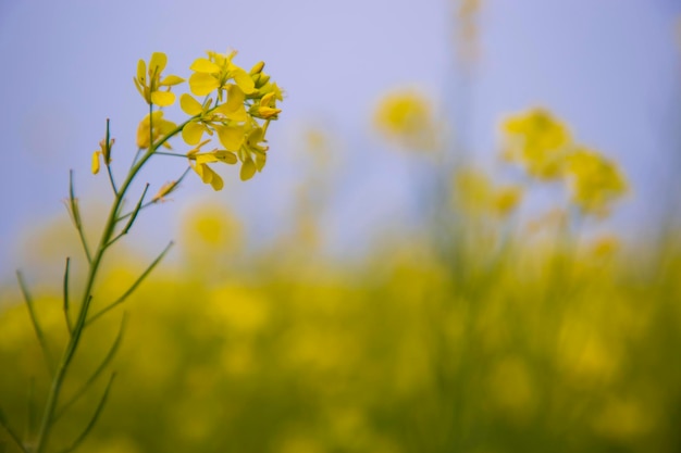 クローズ アップ フォーカスぼやけて背景を持つ美しい咲く黄色の菜種の花