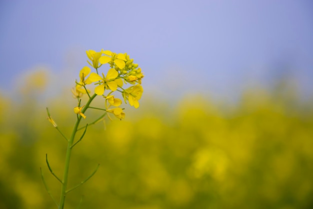 Closeup Focus A Beautiful Blooming Yellow rapeseed flower with blurry background
