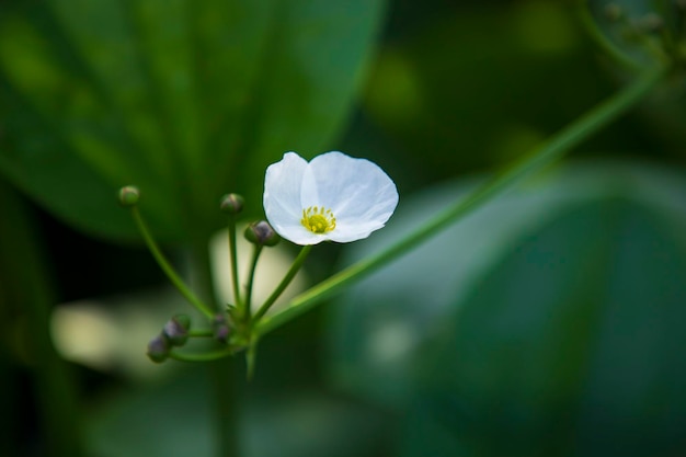 ぼやけた緑の背景を持つ庭の木の枝に咲く白い花をクローズ アップ フォーカス