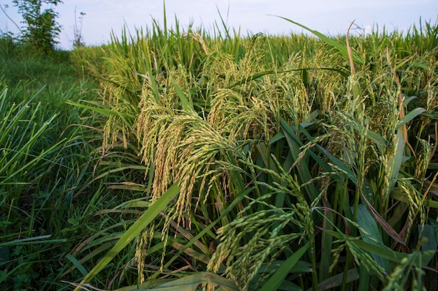 Closeup focus grain rice spike harvest agriculture landscape view