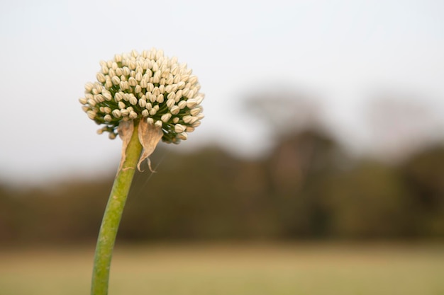 Closeup Focus Onion Flower With Blurry background Natural view