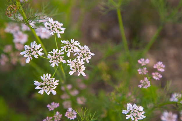 Closeup focus white blooming coriander flowers wtith green blurry background