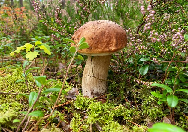 A closeup in the forest is a white mushroom a mushroom from the genus Boletus the most valuable edible mushroom