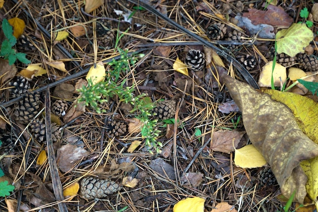 Closeup of a forest land strewn with fallen autumn leaves Christmas tree needles twigs and cones