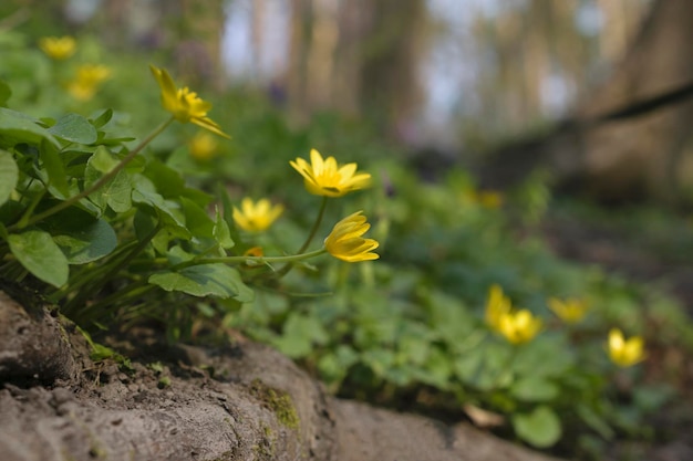 Closeup of forest spring yellow flowers