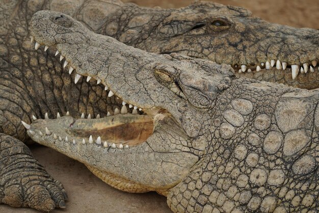 Closeup of a formidable saltwater crocodile apex predator of the swamps