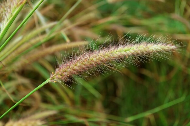 Closeup of Fountain Grasses or Pennisetum in a Countryside Field