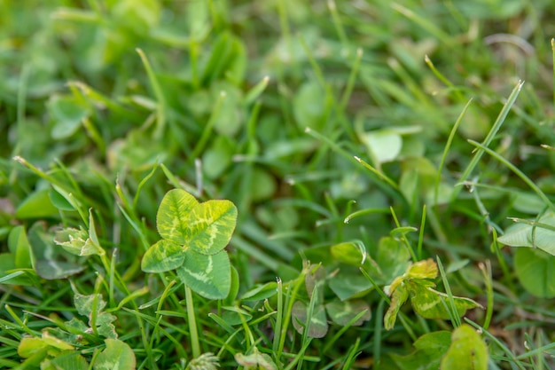 Closeup of fourleaf clover symbol of good luck