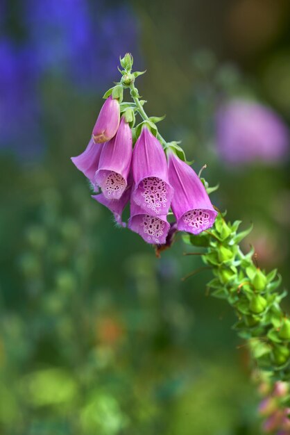 Photo closeup of fox gloves against a soft sunset light on a summers day with copyspace zoom in on seasonal flowers growing in a field or garden details texture and natures pattern of a flowerhead