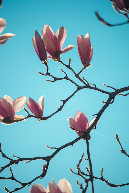 Closeup of fragile blossoms on a tree limb