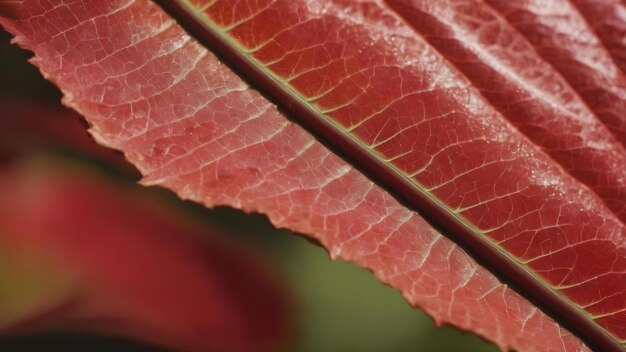Closeup fragile leaf