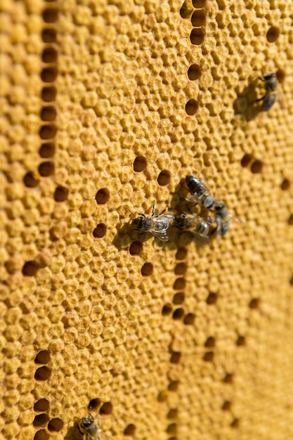 Closeup of a frame with a wax honeycomb of honey with bees on them Apiary workflow