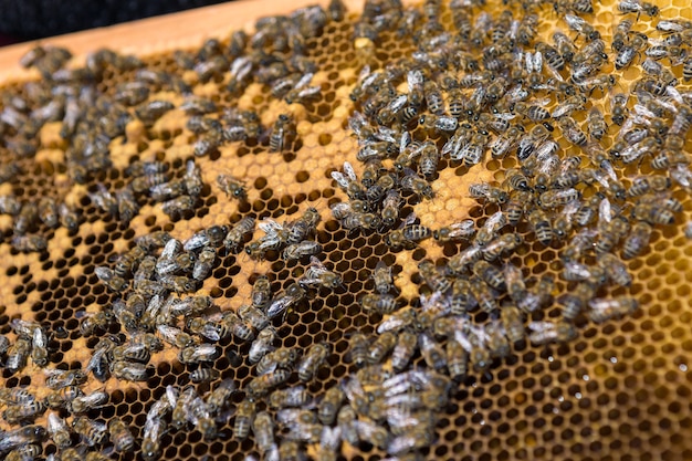 Closeup of a frame with a wax honeycomb of honey with bees on them. Apiary workflow.