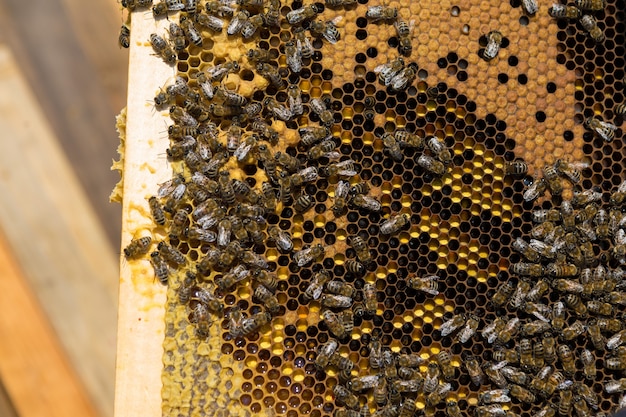 Closeup of a frame with a wax honeycomb of honey with bees on them. Apiary workflow.