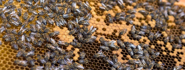 Closeup of a frame with a wax honeycomb of honey with bees on them. Apiary workflow.