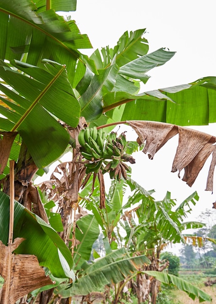 Photo closeup of a fresh banana tree growing in the garden