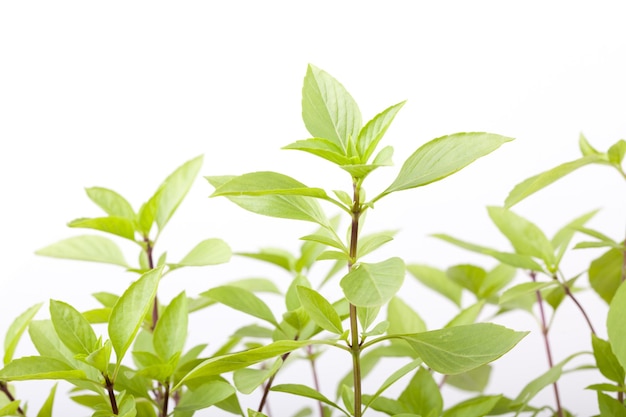 Closeup fresh basil leaves on white