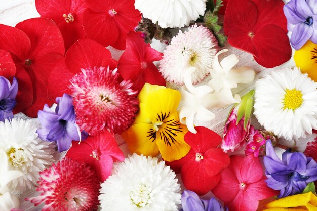 Closeup of fresh colorful spring flowers