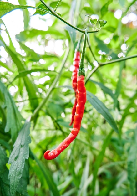 Closeup of fresh curly chilies ready to be picked growing in the yard