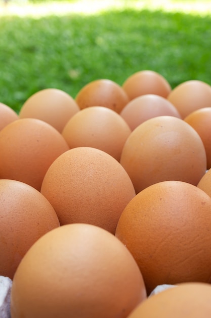 Closeup fresh egg in paper tray. Food ingredient. 