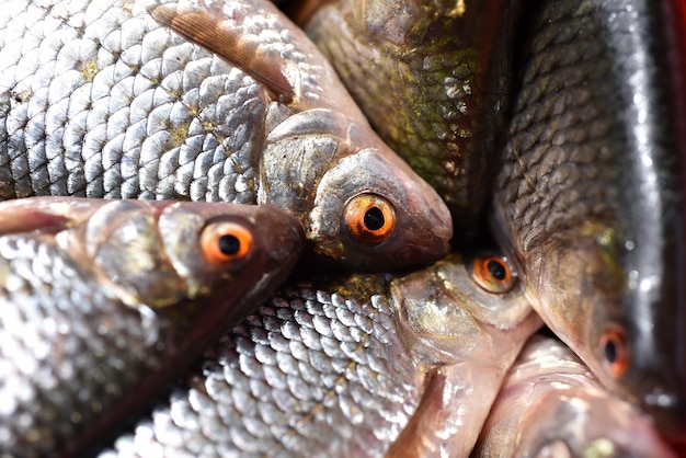 Closeup of fresh fish