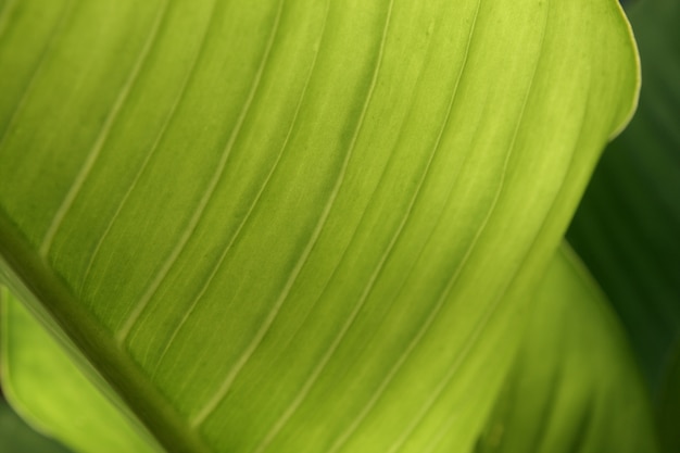 closeup fresh green banana leaf