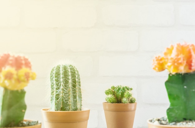 Closeup fresh green cactus in brown plastic pot for decorate with blurred group of color cactus