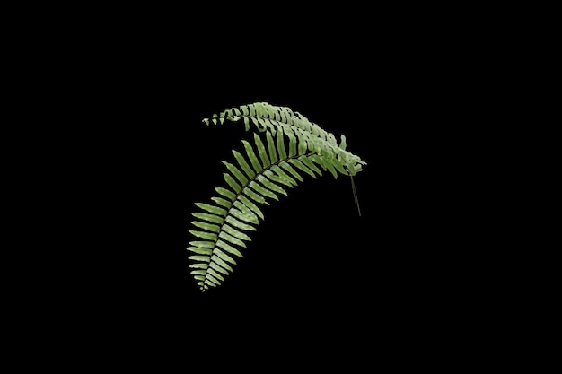 Closeup fresh green fern