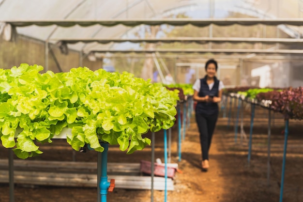 Closeup of fresh green oak lettuce in organic Farm