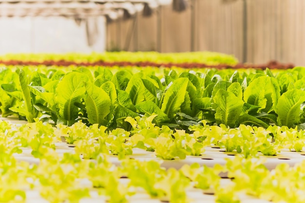 Primo piano di lattuga di quercia verde fresca in azienda agricola biologica