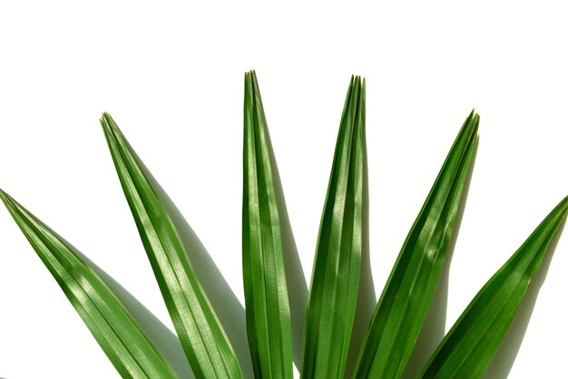 Closeup of a fresh green palm leaf