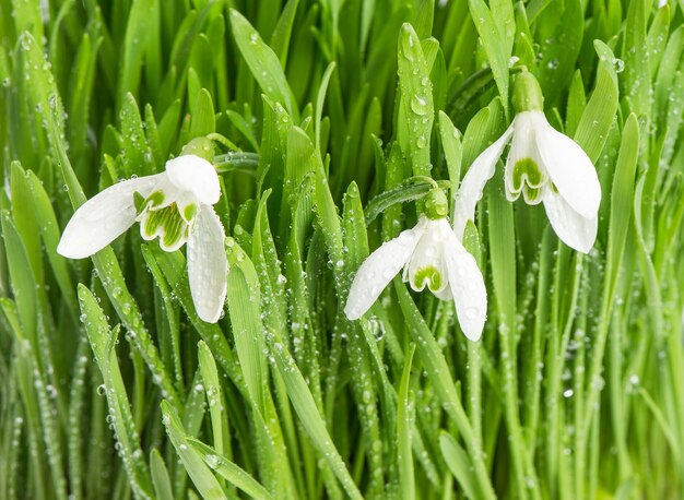Closeup of fresh green spring grass with water drops and snowdrops flowers