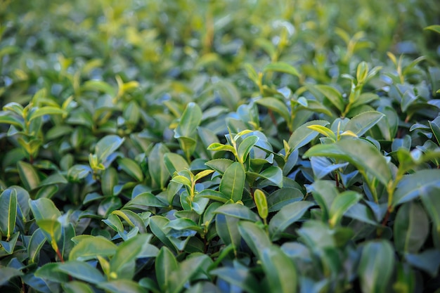 Closeup fresh green tea field and view of scenic young upper fresh bright green tea leaves.