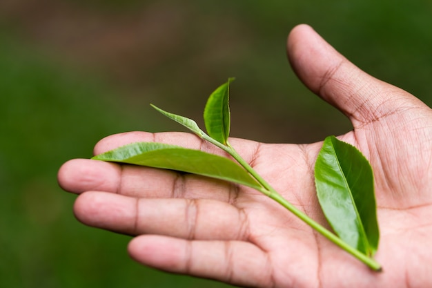 Closeup fresh green tea leaves.