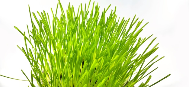 Closeup of Fresh green wheat grass plant in pot. Raw wheat grass